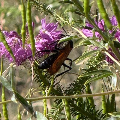Parasitoid Wasps