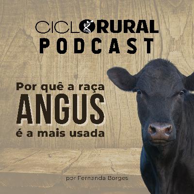 #017 - 5 razões que levam a raça Angus ser a mais usada no cruzamento