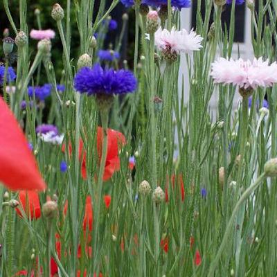 Emissao 38 - Wild is on my side Emissao 38 - Wild is on my side