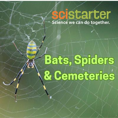 Bats, Spiders & Cemeteries Bats, Spiders & Cemeteries