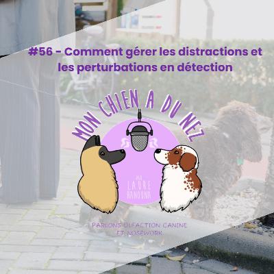 #56 - Comment gérer les distractions et les perturbations en détection