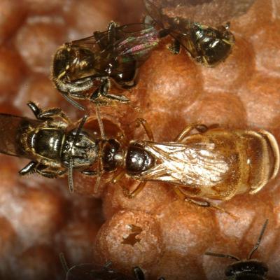 Aula 3 - Comunicação, proteção e multiplicação