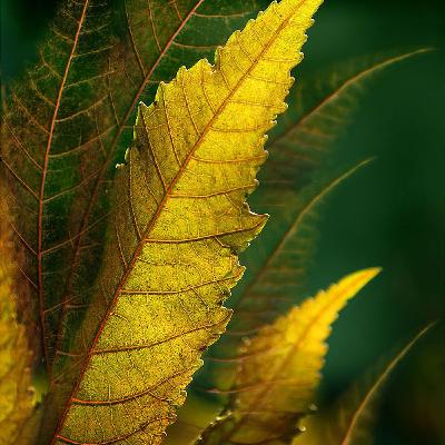 La belleza no está sólo en componer La belleza no está sólo en componer