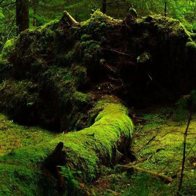 3. Forest: Fields of generosity 3. Forest: Fields of generosity