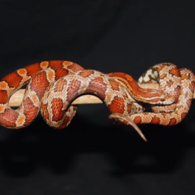 Corn Snakes