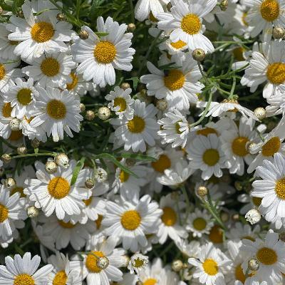 מדיטציה ושירה לצ'אקרות. בתשבע ואמונה לוי מדיטציה ושירה לצ'אקרות. בתשבע ואמונה לוי