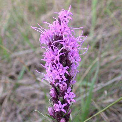 Dotted Blazing Star (Liatris punctata)