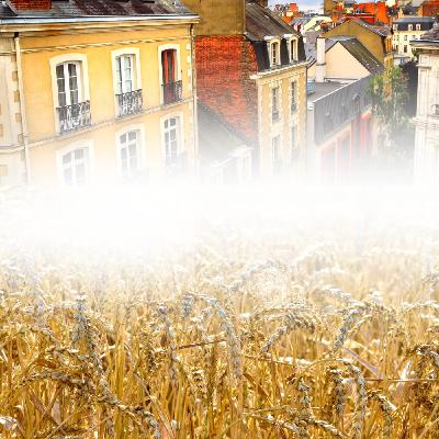 Les villes sont-elles plus bio que les campagnes ?