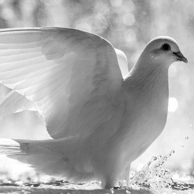 Ambassadors of Peace in Wartime: A Conversation with Rick Love and Chaplain Wayne