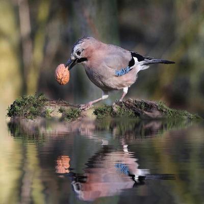 The Charismatic Corvids of Britain Part Two