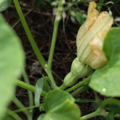 第58回　夏野菜の近況
