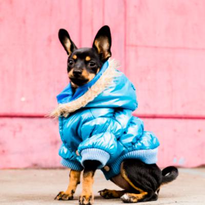 Papo Pet: Cuidados com seu Pet no outono e inverno