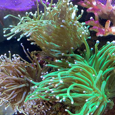 Some of the coolest neon torch & goniopora corals - SBB Corals unboxing - introduce corals aquarium Some of the coolest neon torch & goniopora corals - SBB Corals unboxing - introduce corals aquarium