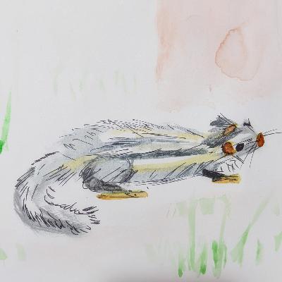 Maned Rat