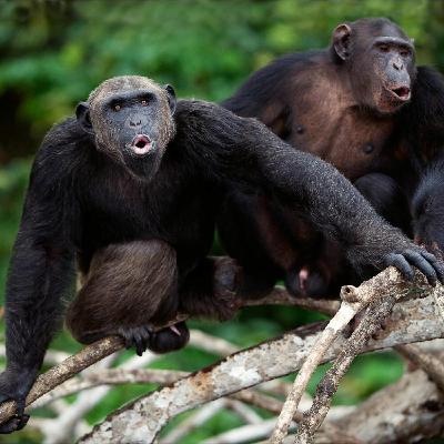 Les filles dans les sciences, l'instinct paternel et la voix des chimpanzés