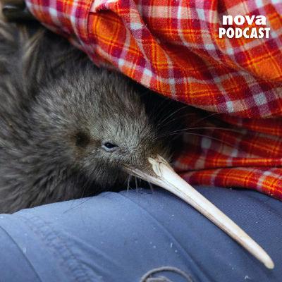 Un kiwi provoque une crise internationale entre les États-Unis et la Nouvelle-Zélande Un kiwi provoque une crise internationale entre les États-Unis et la Nouvelle-Zélande