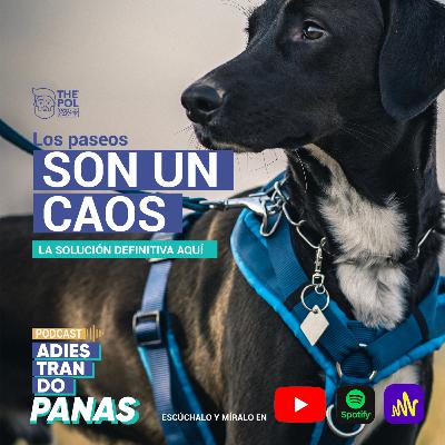 ¿Los paseos con tu perro son un caos?
