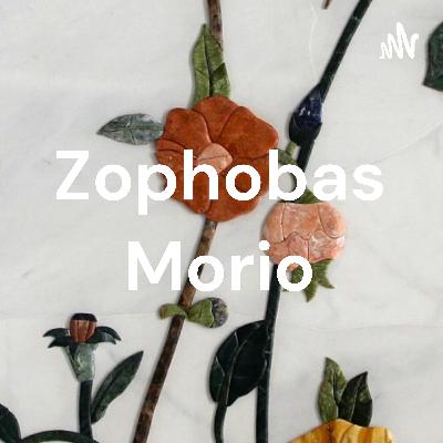 Zo