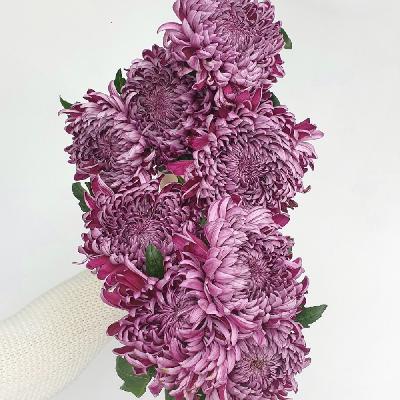 第三十三回 上苑奇葩(上) 第三十三回 上苑奇葩(上)