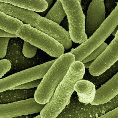 Halicyna - bardzo obiecujący antybiotyk Halicyna - bardzo obiecujący antybiotyk