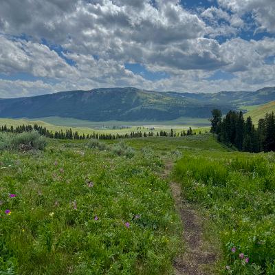 This Week in Yellowstone: June 26th to July 2nd, 2025