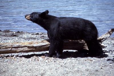 Black bears could help us get to Mars Black bears could help us get to Mars