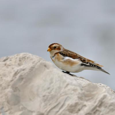 Snowflakes and Sea Parrots Snowflakes and Sea Parrots