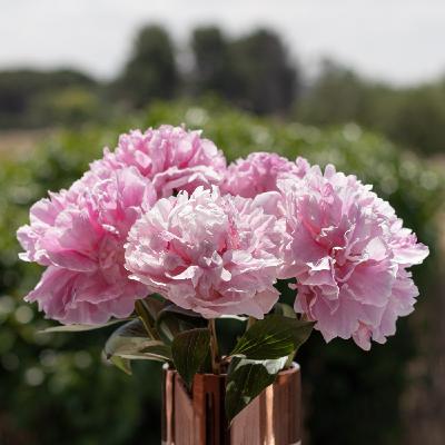 Episodio 17. Ramo de peonías, cuidados. Qué hacer para que se abran