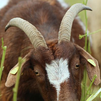 Thir13een Goats...Ghosts! Thir13een Goats...Ghosts!
