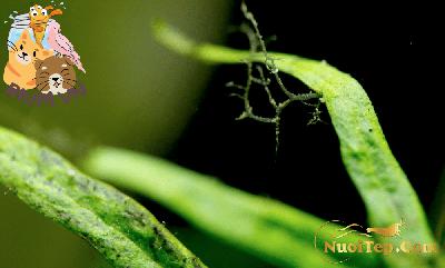 Rêu Sừng Hươu – Nguyên Nhân Và Cách Trị Rêu Sừng Hươu – Nguyên Nhân Và Cách Trị