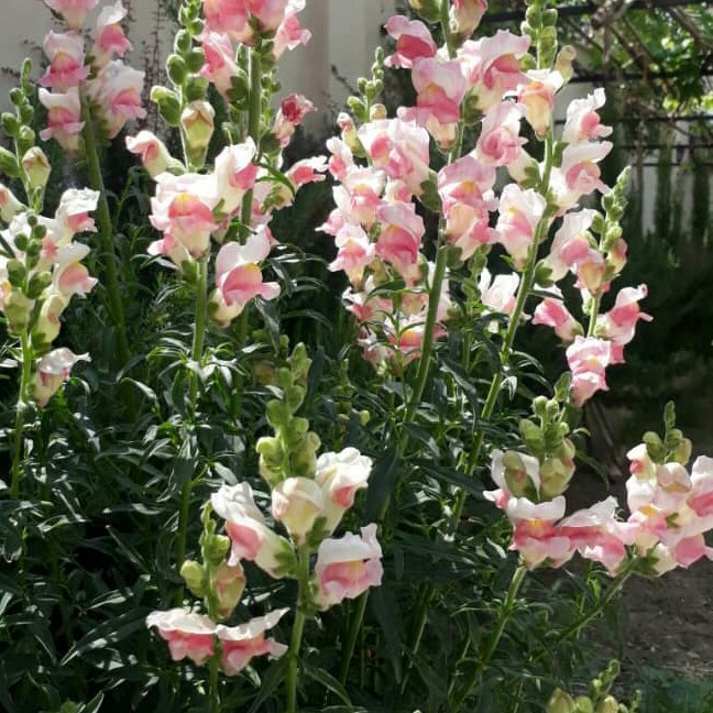 فردوسی شماره 2