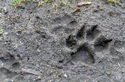 Дело об убийстве собак в Бауске: последствия Дело об убийстве собак в Бауске: последствия