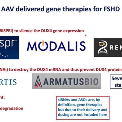 The nuts and bolts of gene therapy for FSHD (Part 1 of 2)