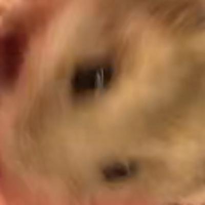 Hamster Episode 1 (Just Intro)