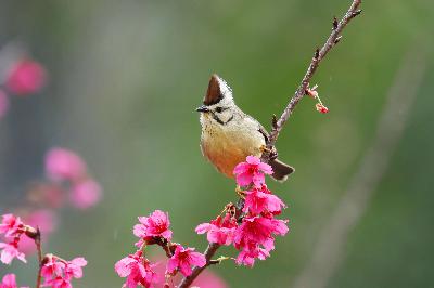 學鳥叫、認飛羽　首屆大雪山鳥音模仿賽讓賞鳥更有趣