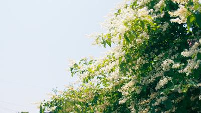 心音/nisai(オリジナル曲)photo:nisai from Radiotalk 心音/nisai(オリジナル曲)photo:nisai from Radiotalk