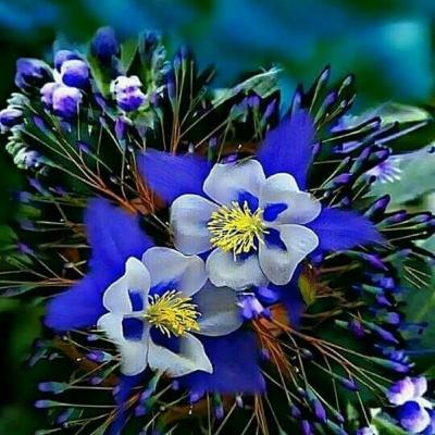 Nganga NobunonI Falcon ASE ❤