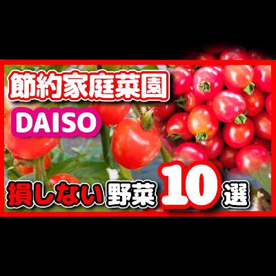 【野菜高騰に打ち勝つ】家庭菜園で節約しよう!ダイソー種でおすすめ10選 【野菜高騰に打ち勝つ】家庭菜園で節約しよう!ダイソー種でおすすめ10選