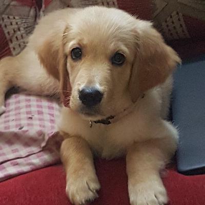 Wonder Pets - Chapter 3 - 3 2 1 Hero Time