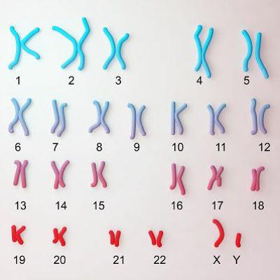 Genecast #026 - O Cariótipo