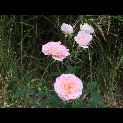 第486話『さすらい続ける』－【石川県にまつわるレジェンド篇】作曲家　フランツ・ペーター・シューベルト－