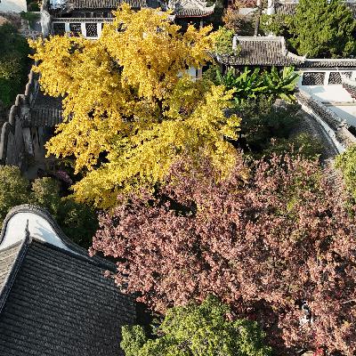 St.36 无锡的古银杏黄了 我们暴走惠山画了一张银杏地图 St.36 无锡的古银杏黄了 我们暴走惠山画了一张银杏地图