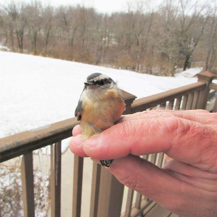 Nature Notes Episode 13 Birds & New Years Resolutions Nature Notes Episode 13 Birds & New Years Resolutions