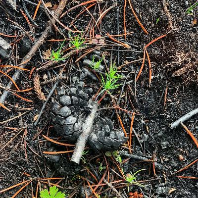 The Final Chapter: Lessons Learned from YourForest The Final Chapter: Lessons Learned from YourForest