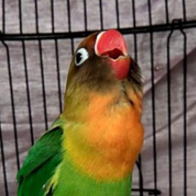 masteran lovebird konslet