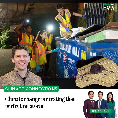 Climate Connections: Climate change is creating that perfect rat storm