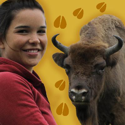 Wisente - Große, zottelige Wiederkäuer