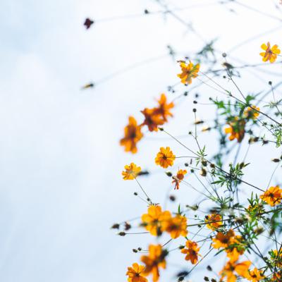 ずーっと幸福が続くホルモンの話