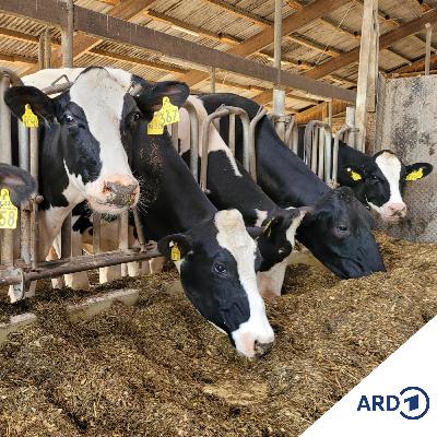 Sabbattjohr Sabbattjohr