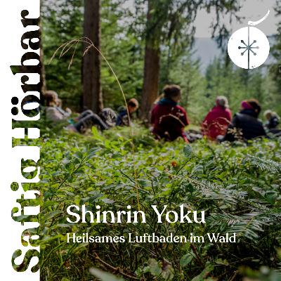 Shinrin Yoku - das heilsame Luftbaden im Wald
